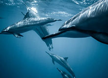 关于吃瓜51风波，有人终于把看起来最普通的更新扒出出来了